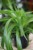 Chlorophytum comosum 'Green Bonnie' M (Zielistka) (3).JPG