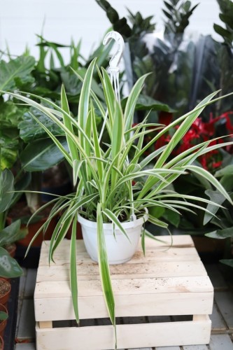 Chlorophytum comosum Ocean XL – duża roślina doniczkowa o szerokich, zielono-białych liściach. Idealna do nowoczesnych i tropikalnych wnętrz.