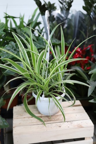 Chlorophytum comosum Ocean XL w aranżacji wnętrza – tropikalna roślina doniczkowa, która wprowadza do przestrzeni świeżość, naturalny akcent i elegancję.