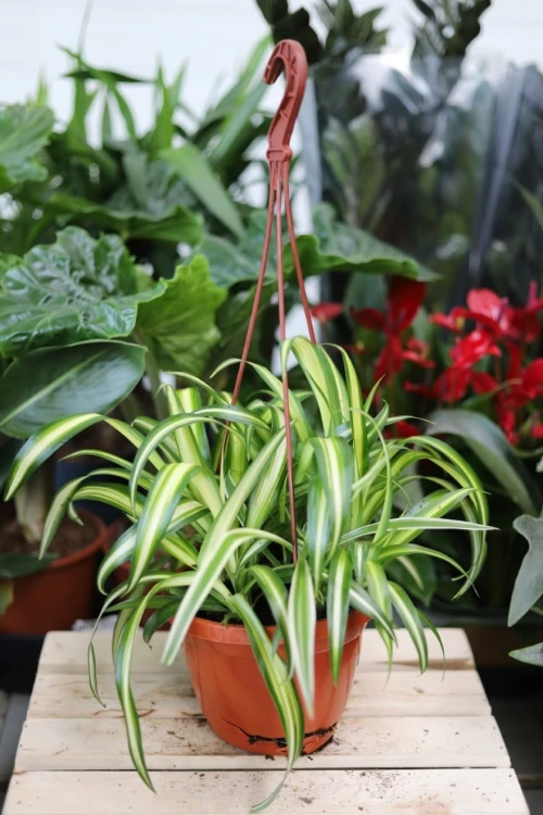 Chlorophytum comosum ‘Variegatum’ – dekoracyjna roślina doniczkowa o zielonych liściach z białymi paskami. Idealna do jasnych i nowoczesnych wnętrz.