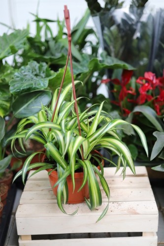 Chlorophytum comosum ‘Variegatum’ w aranżacji wnętrza – klasyczna roślina doniczkowa, która wprowadza do przestrzeni świeżość, lekkość i naturalny akcent.