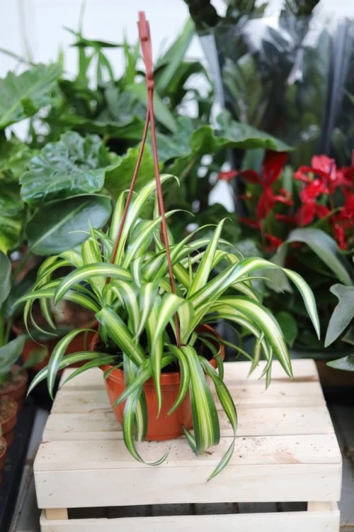 Chlorophytum comosum ‘Variegatum’ w aranżacji wnętrza – klasyczna roślina doniczkowa, która wprowadza do przestrzeni świeżość, lekkość i naturalny akcent.