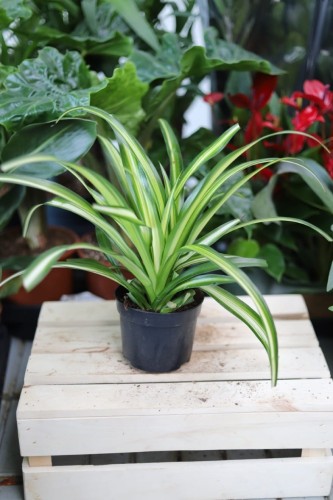Chlorophytum comosum 'Variegatum' – efektowna roślina doniczkowa o wąskich, zielono-białych liściach. Idealna do nowoczesnych, jasnych i tropikalnych wnętrz.
