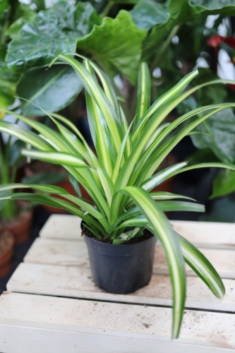 Chlorophytum comosum 'Variegatum' w aranżacji wnętrza – tropikalna roślina doniczkowa, która wprowadza świeżość, naturalny akcent i elegancki wygląd przestrzeni.