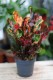 Codiaeum variegatum 'Mammi' (Kroton) (1).JPG