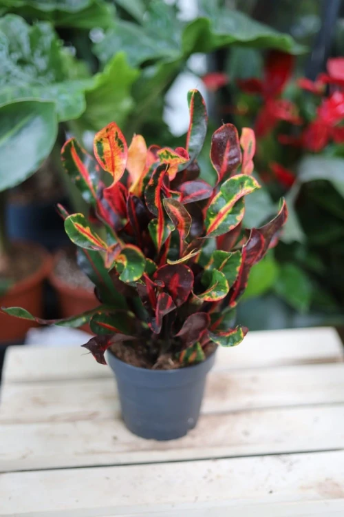 Codiaeum variegatum 'Mammi' (Kroton) (3).JPG