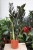 zamioculcas raven (1).JPG