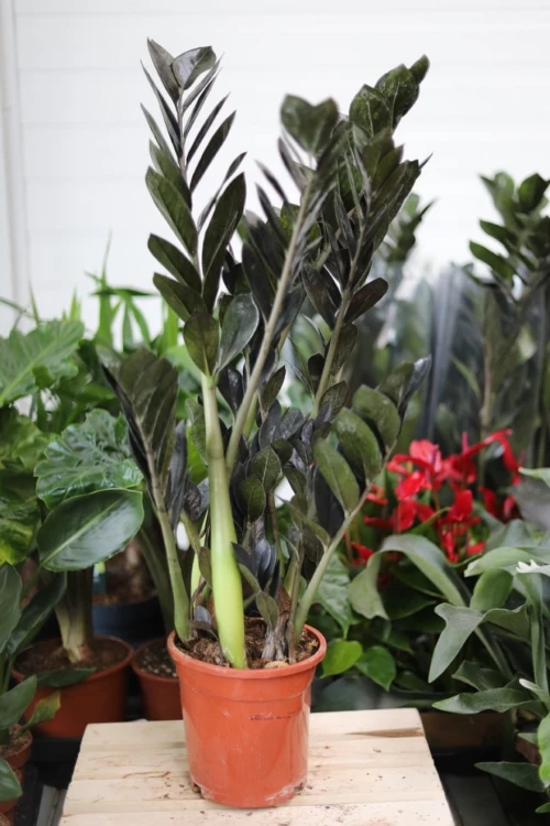 zamioculcas raven (1).JPG