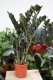 zamioculcas raven (2).JPG