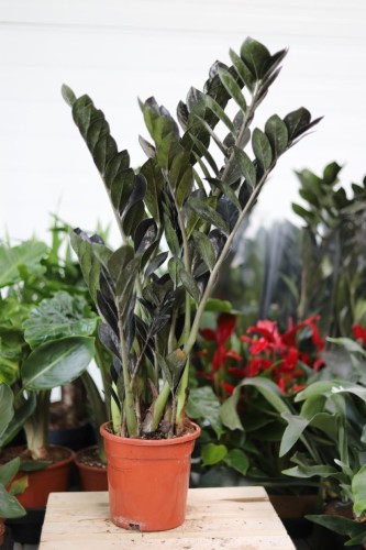 zamioculcas raven (3).JPG