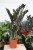 zamioculcas raven (3).JPG