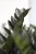 zamioculcas raven (4).JPG