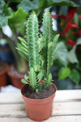 Euphorbia trigona (Wilczomlecz trójżebrowy) (1).JPG