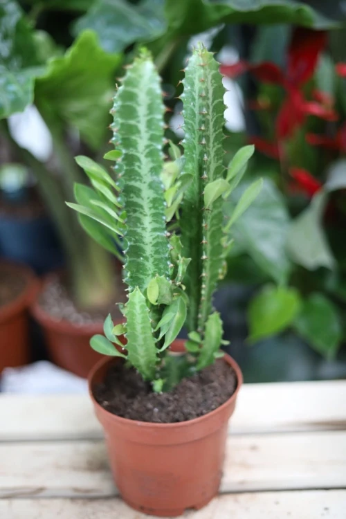Euphorbia trigona (Wilczomlecz trójżebrowy) (1).JPG
