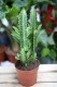 Euphorbia trigona (Wilczomlecz trójżebrowy) (1).JPG