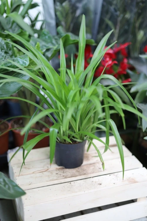 Chlorophytum ‘Lemon’ w aranżacji wnętrza – lekka roślina doniczkowa, która wprowadza do przestrzeni świeżość, naturalność i energetyczny, cytrynowy akcent.