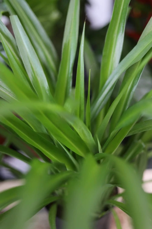 Zbliżenie liści Chlorophytum ‘Lemon’ ukazujące ich intensywny, świeży kolor oraz delikatnie łukowaty pokrój. Roślina łatwa w pielęgnacji i dekoracyjna.