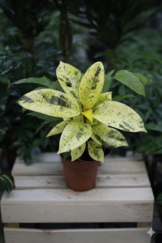 ficus elastica.jpg