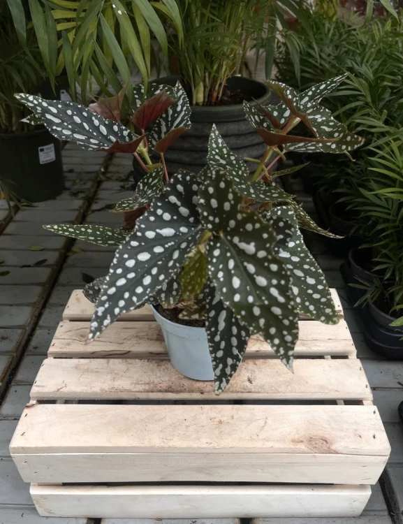 Begonia Maculata Double Dot – efektowna roślina doniczkowa o zielonych liściach z charakterystycznymi białymi kropkami. Idealna do nowoczesnych i tropikalnych wnętrz.