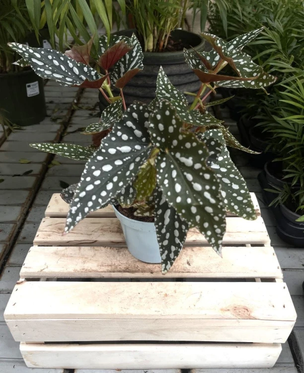 Begonia Maculata Double Dot