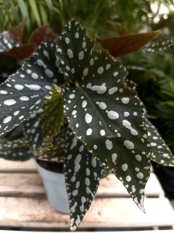 Zbliżenie liści Begonia Maculata Double Dot ukazujące dekoracyjne białe kropki i aksamitną fakturę liści. Roślina o egzotycznym, kolekcjonerskim wyglądzie.