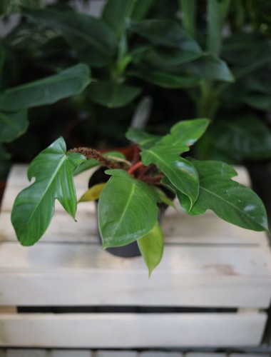 Philodendron Squamiferum – efektowna roślina doniczkowa o dużych, głęboko klapowanych liściach i dekoracyjnym pokroju. Idealna do nowoczesnych i tropikalnych wnętrz.