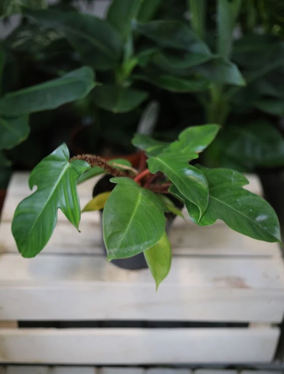Philodendron Squamiferum – efektowna roślina doniczkowa o dużych, głęboko klapowanych liściach i dekoracyjnym pokroju. Idealna do nowoczesnych i tropikalnych wnętrz.