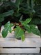 Philodendron Squamiferum – efektowna roślina doniczkowa o dużych, głęboko klapowanych liściach i dekoracyjnym pokroju. Idealna do nowoczesnych i tropikalnych wnętrz.