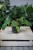 Philodendron Squamiferum