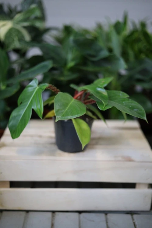Philodendron Squamiferum