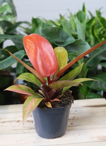 Philodendron ‘Prince of Orange’ – dekoracyjna roślina doniczkowa o młodych liściach w intensywnym pomarańczowym odcieniu, które z czasem stają się zielone.