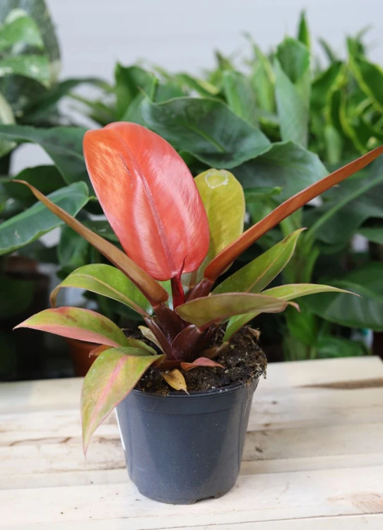 Philodendron ‘Prince of Orange’ – dekoracyjna roślina doniczkowa o młodych liściach w intensywnym pomarańczowym odcieniu, które z czasem stają się zielone.