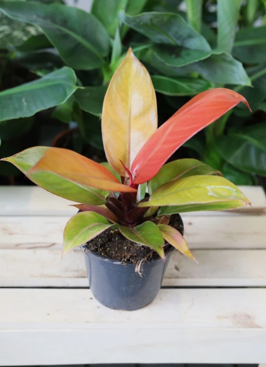 Philodendron Prince of Orange