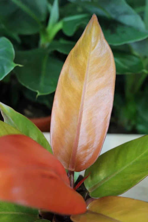 Zbliżenie liści Philodendron ‘Prince of Orange’ ukazujące zmianę kolorów i aksamitną strukturę liści. Roślina o egzotycznym i efektownym wyglądzie.