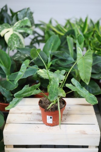 Philodendron Paraiso Verde – dekoracyjna roślina doniczkowa o dużych, zielonych liściach. Idealna do nowoczesnych, tropikalnych i stylowych aranżacji wnętrz.