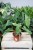 Philodendron Paraiso Verde – dekoracyjna roślina doniczkowa o dużych, zielonych liściach. Idealna do nowoczesnych, tropikalnych i stylowych aranżacji wnętrz.