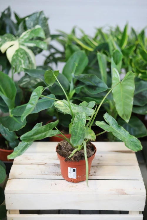 Philodendron Paraiso Verde – dekoracyjna roślina doniczkowa o dużych, zielonych liściach. Idealna do nowoczesnych, tropikalnych i stylowych aranżacji wnętrz.