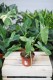 Philodendron Paraiso Verde – dekoracyjna roślina doniczkowa o dużych, zielonych liściach. Idealna do nowoczesnych, tropikalnych i stylowych aranżacji wnętrz.