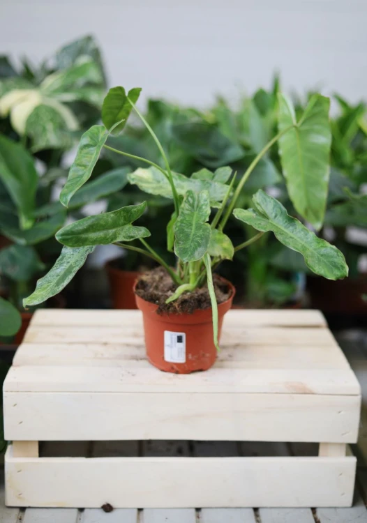 Philodendron Paraiso Verde w aranżacji wnętrza – tropikalna roślina doniczkowa, która wprowadza do przestrzeni świeżość, naturalny akcent i egzotyczny klimat.