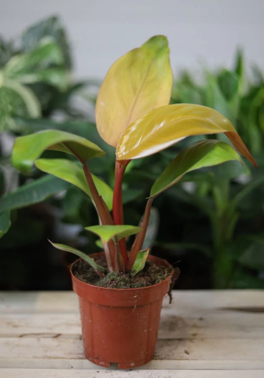 Philodendron Erubescens Mars – dekoracyjna roślina doniczkowa o dużych, bordowo-zielonych liściach. Idealna do nowoczesnych i tropikalnych aranżacji wnętrz.