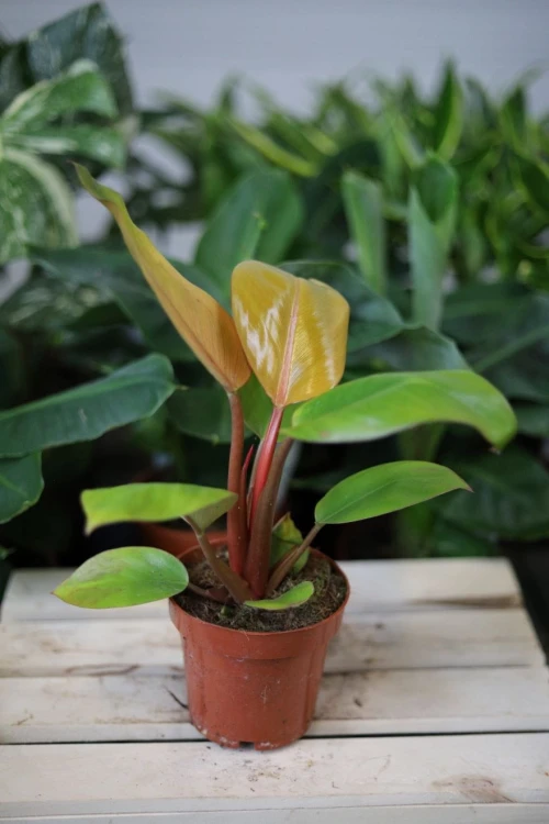 Philodendron Erubescens Mars w aranżacji wnętrza – tropikalna roślina doniczkowa, która wprowadza do przestrzeni świeżość, naturalny akcent i egzotyczny klimat.