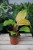 Philodendron Mars
