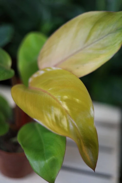 Zbliżenie liści Philodendron Erubescens Mars ukazujące kontrastowe odcienie bordowego i zielonego oraz aksamitną fakturę. Roślina o egzotycznym, dekoracyjnym wyglądzie.