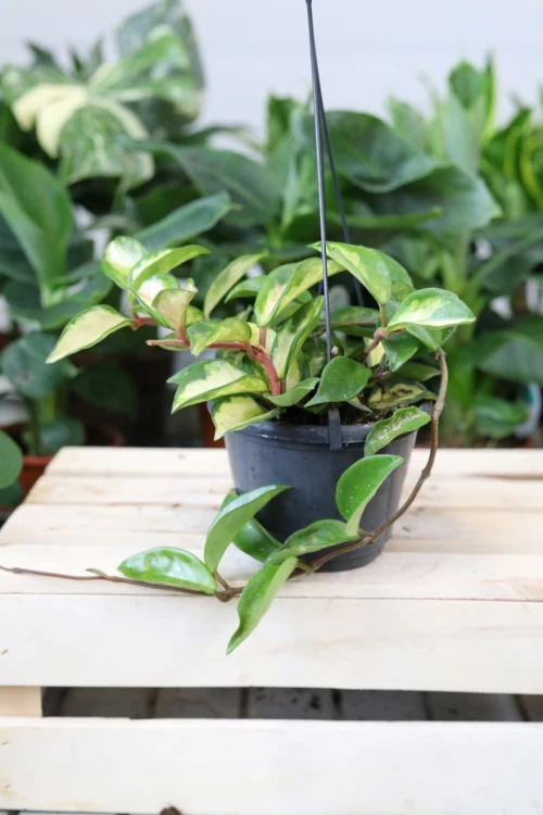 Hoya carnosa ‘Tricolor’ XL – dekoracyjna roślina pnąca o liściach w trzech kolorach: zielonym, kremowym i różowym. Doskonała do wiszących donic i półek.