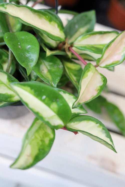 Hoya Carnosa Tricolor