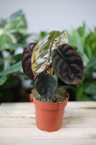 Alocasia cuprea ‘Red Secret’ – dekoracyjna roślina doniczkowa o efektownych, ciemnoczerwonych liściach z metalicznym połyskiem. Idealna do nowoczesnych i tropikalnych wnętrz.