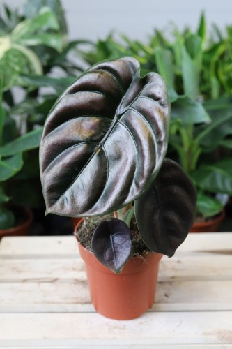 Zbliżenie liści Alocasia ‘Red Secret’ ukazujące głęboki czerwony kolor i aksamitną strukturę liści. Roślina o egzotycznym i luksusowym wyglądzie.