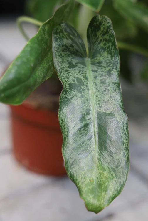 Zbliżenie liści Philodendron Paraiso Verde ukazujące gładką fakturę i intensywny zielony kolor. Roślina o egzotycznym, eleganckim wyglądzie.