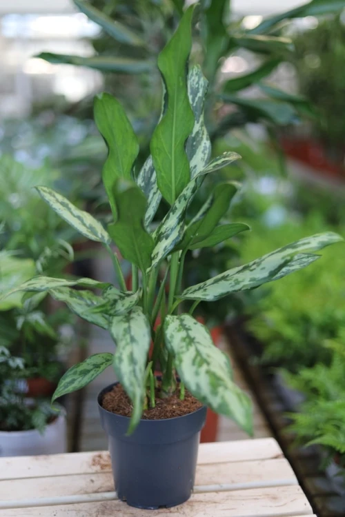 Aglaonema Miss Juliette – elegancka roślina doniczkowa o jasnych liściach z subtelnym, dekoracyjnym wzorem. Doskonała do nowoczesnych i tropikalnych aranżacji wnętrz.
