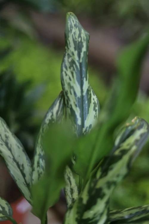 Zbliżenie liści Aglaonema Miss Juliette ukazujące delikatną variegację i jasne odcienie zieleni. Roślina o subtelnym, eleganckim wyglądzie.